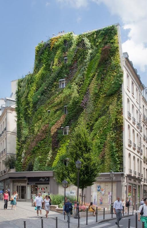 Le mur végétal créé par Patrick Blanc rue d'Aboukir dans le 2ème arrondissement.